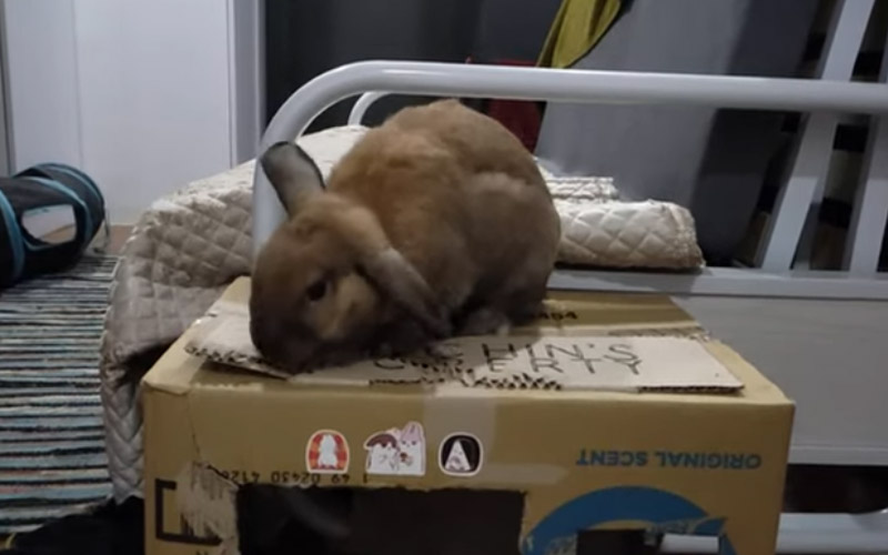 Bunnies shop eating cardboard