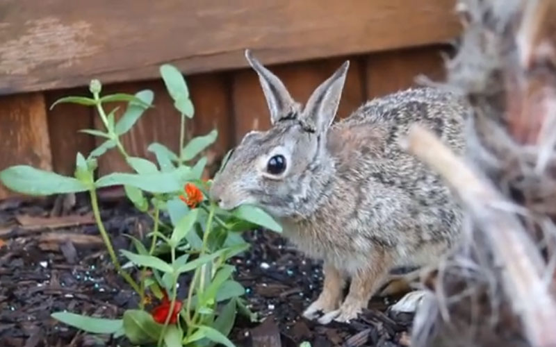 will rabbits eat zinnias