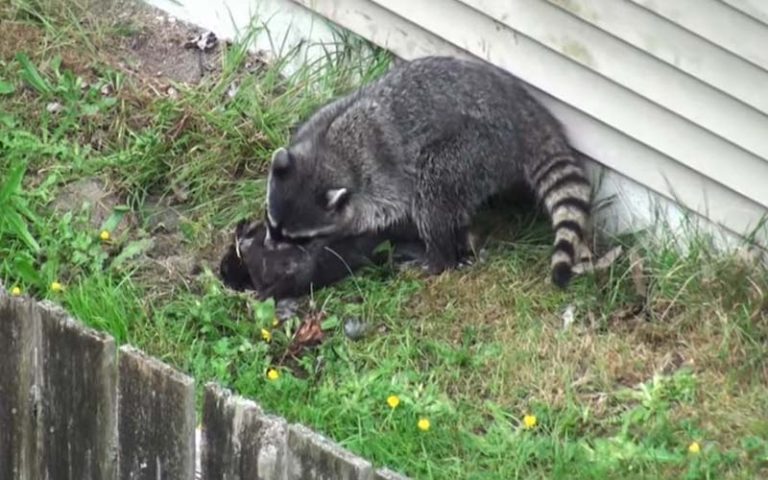 will raccoons eat rabbits