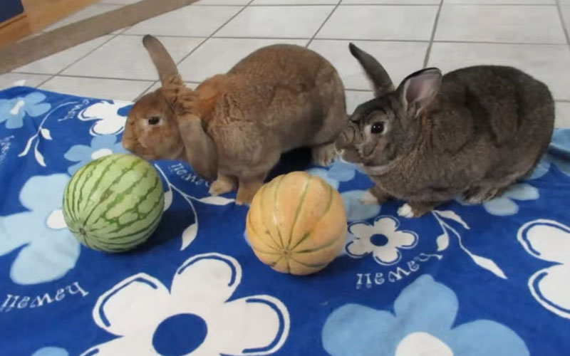 2 rabbits eating Cantaloupe