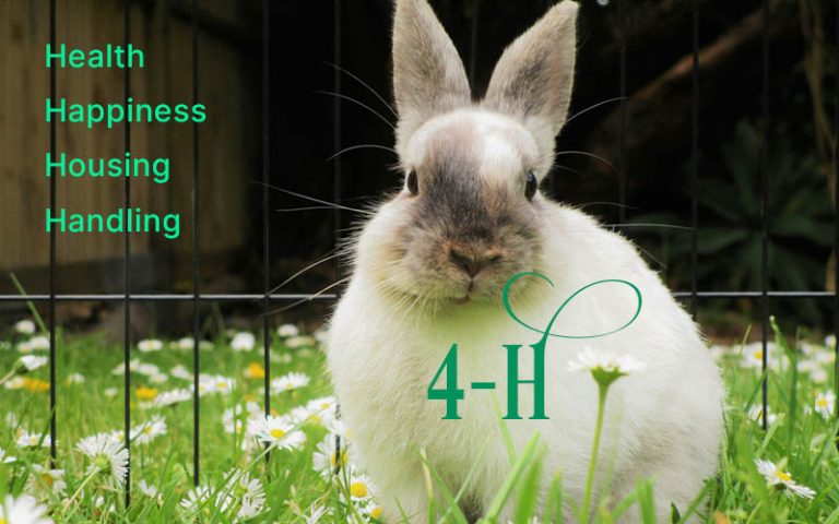 4-H Rabbit