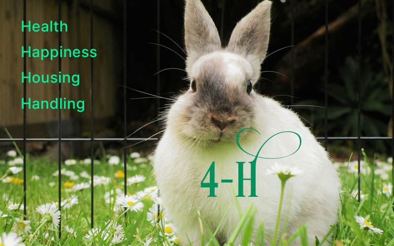4-H Rabbit