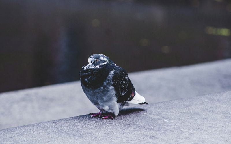 A Pigeon Is Feeling Cold