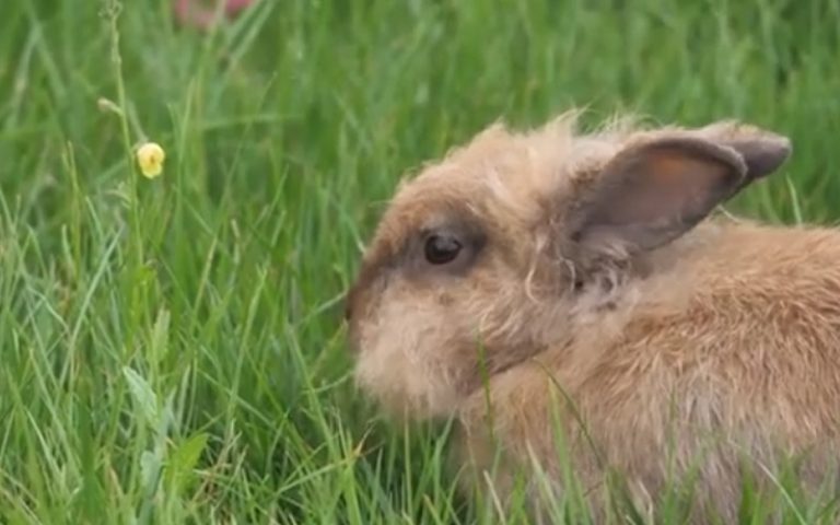 A Rabbit Eating Insects