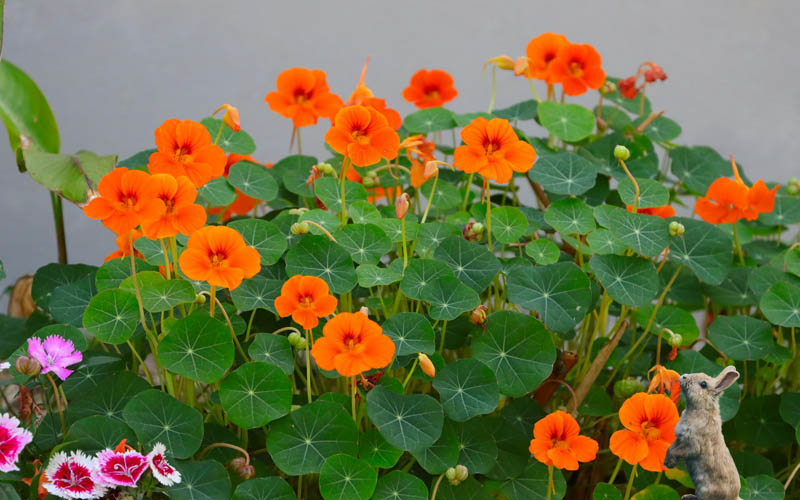 A Rabbit Eating Nasturtiums