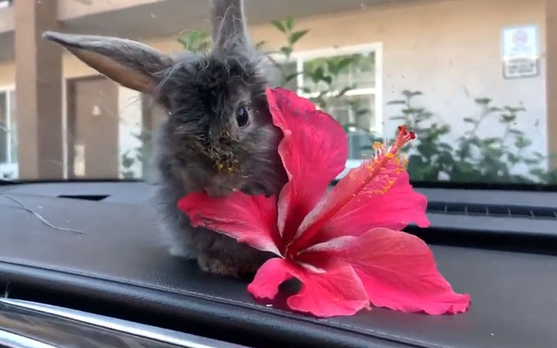A brown bunny eating Hibiscus Flower