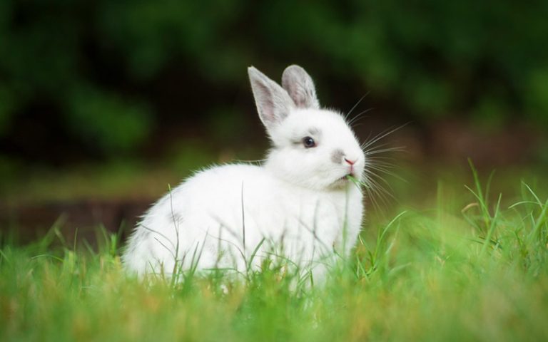 An Unafraid Rabbit