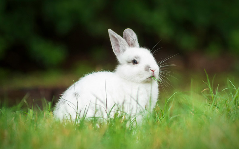 An Unafraid Rabbit