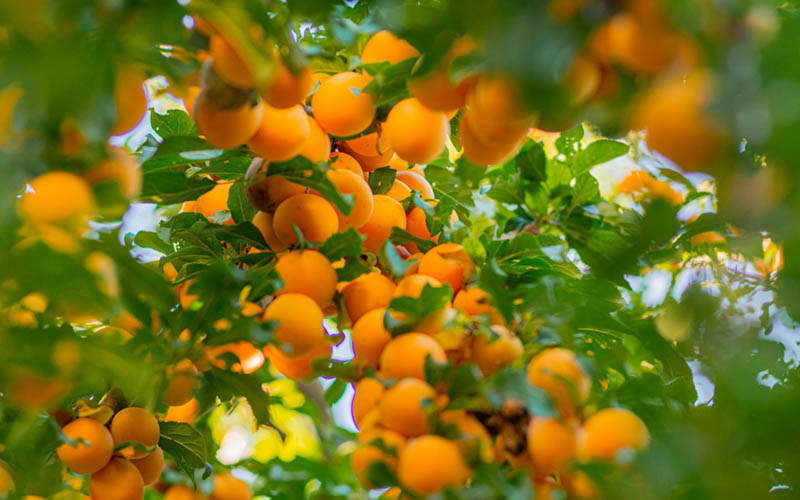 Apricots