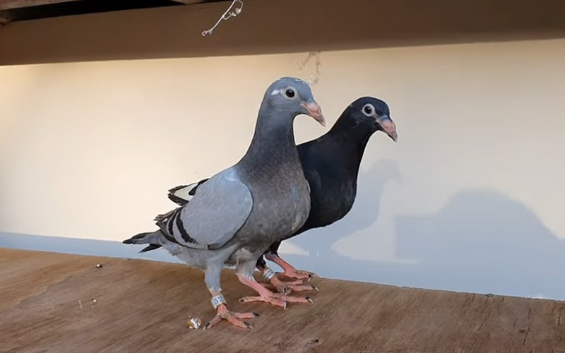 Baby Pigeons Leave the Nest