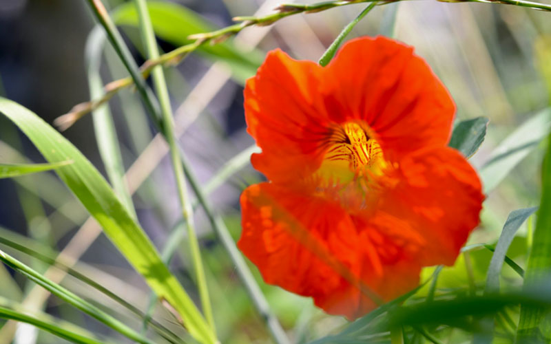 Benefits of Nasturtium