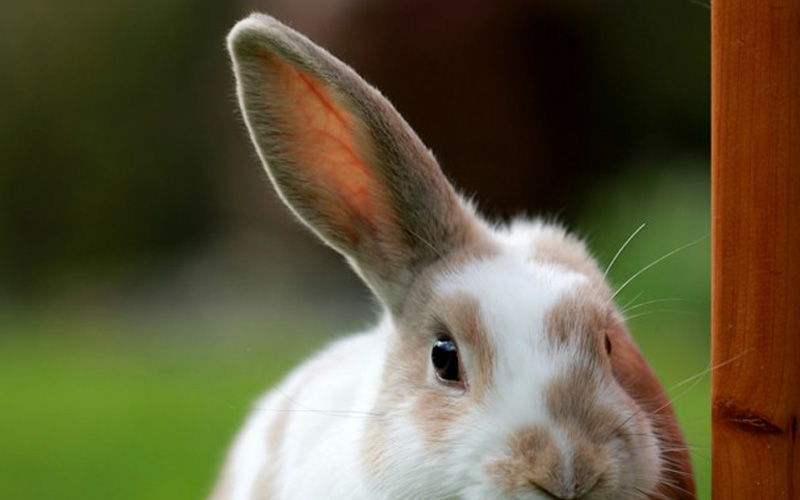 Bunnies Hot Ear