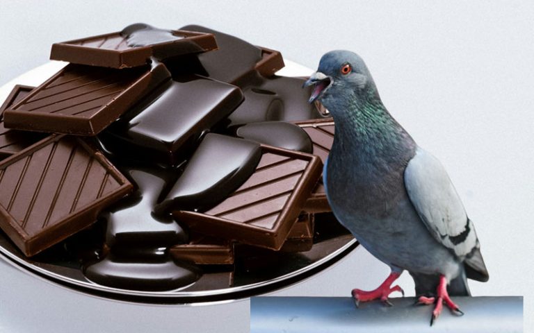 Can Pigeons Eat Chocolate