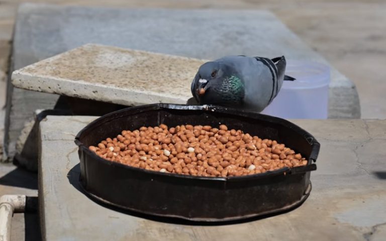Can Pigeons Eat Peanuts