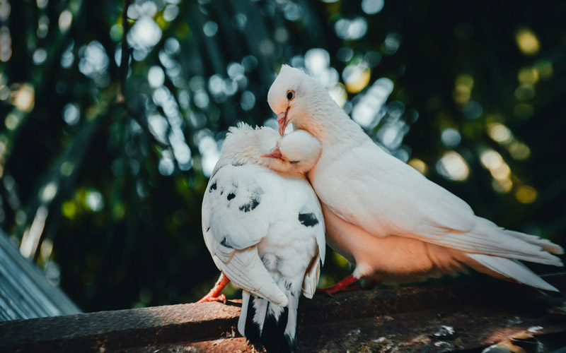 Can Pigeons Fall in Love