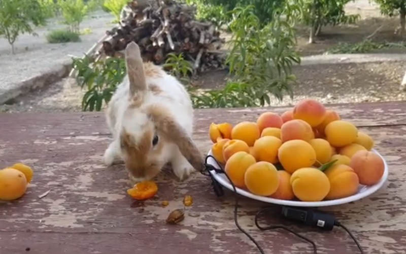 Can Rabbits Eat Apricots