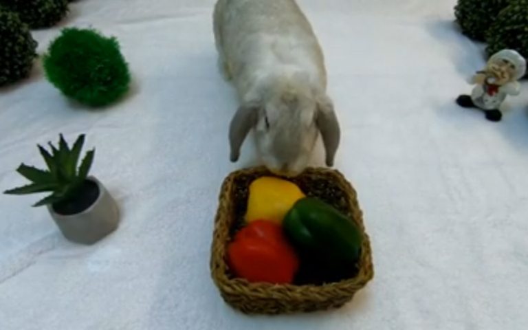 Can Rabbits Eat Bell Peppers