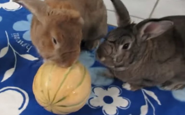 Can Rabbits Eat Cantaloupe