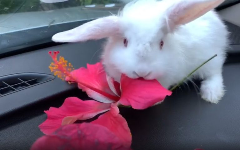 Can Rabbits Eat Hibiscus Flowers