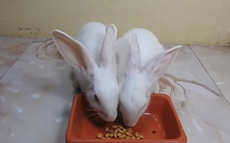 Can Rabbits Eat Pumpkin Seeds