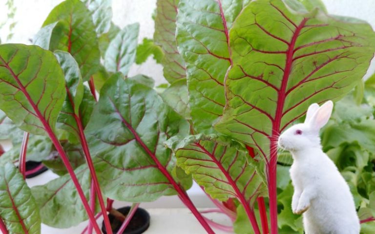 Can Rabbits Eat Rhubarb