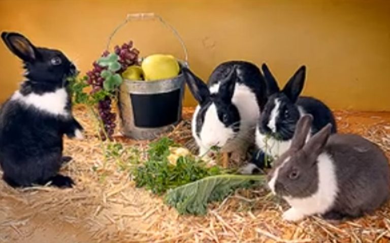 Can Rabbits Eat Squash