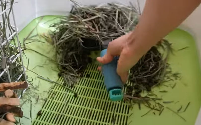 Cleaning Rabbit's Litter Box