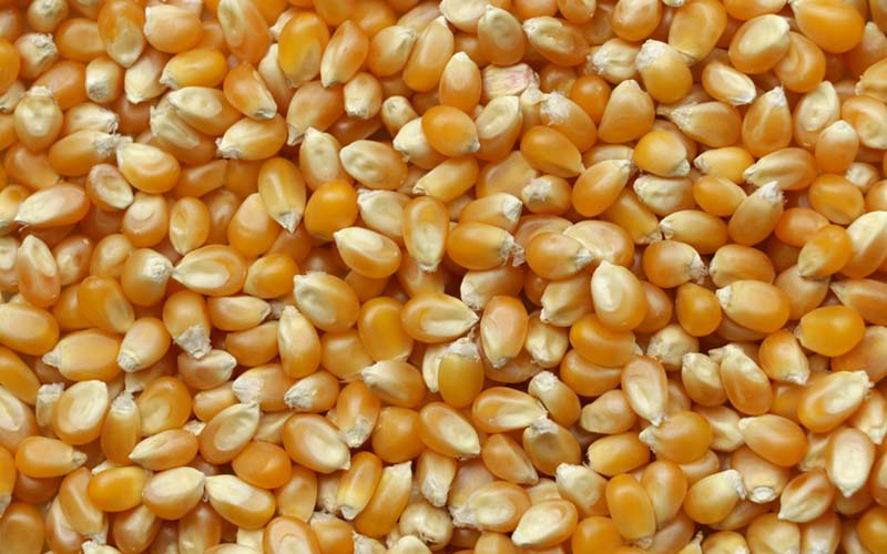 Corn Cob