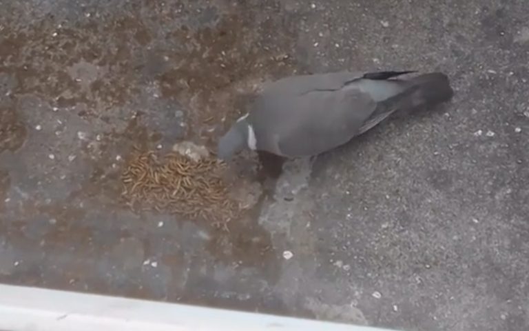 Do Pigeons Eat Worms