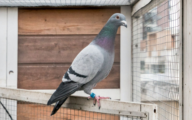 Do Pigeons Feel Fear