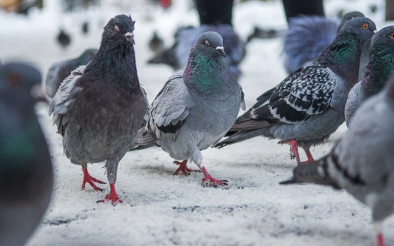 Do Pigeons Get Cold