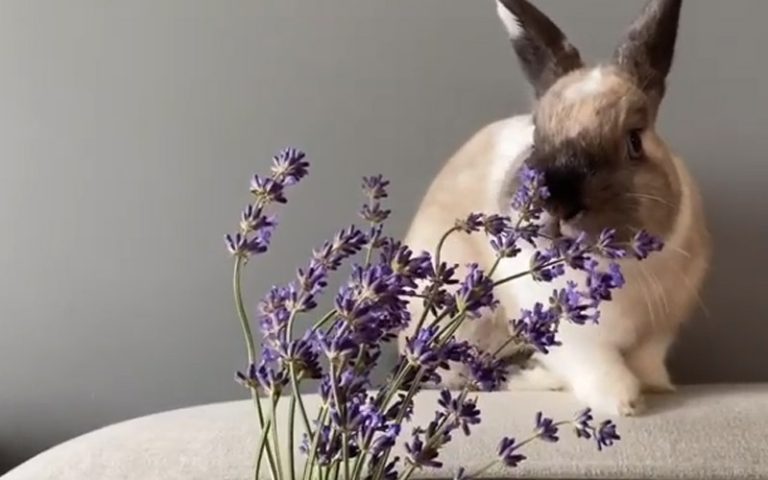 Do Rabbits Eat Lavender