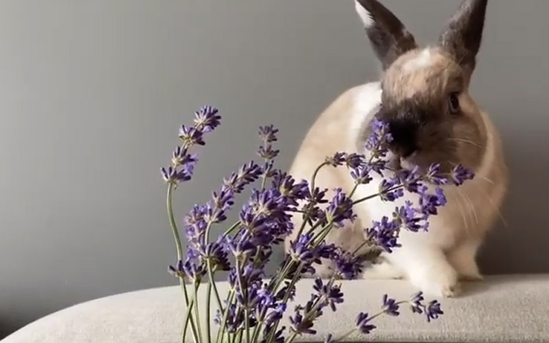 Do Rabbits Eat Lavender