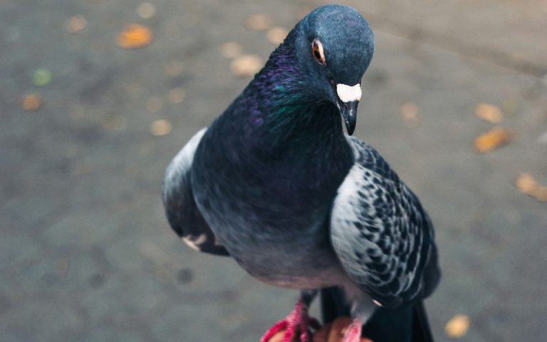 Do You Think Pigeons Have Feelings