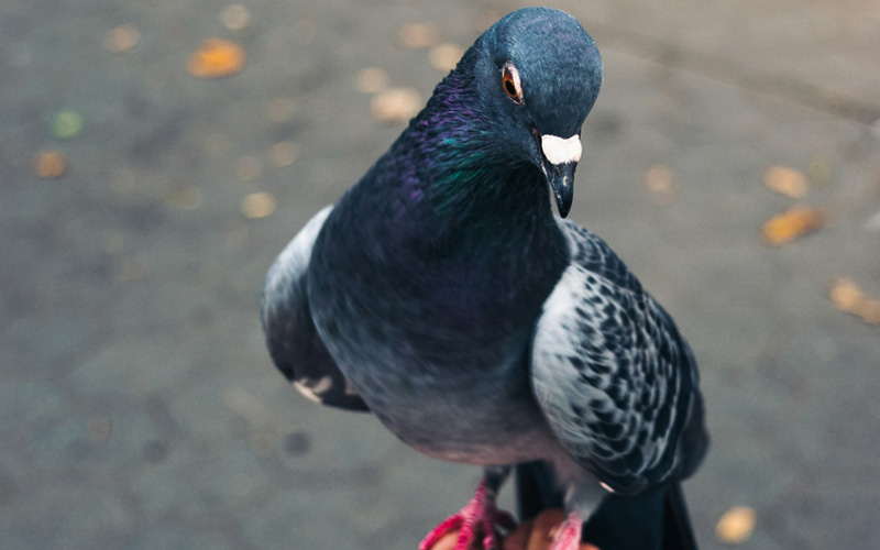 Do You Think Pigeons Have Feelings