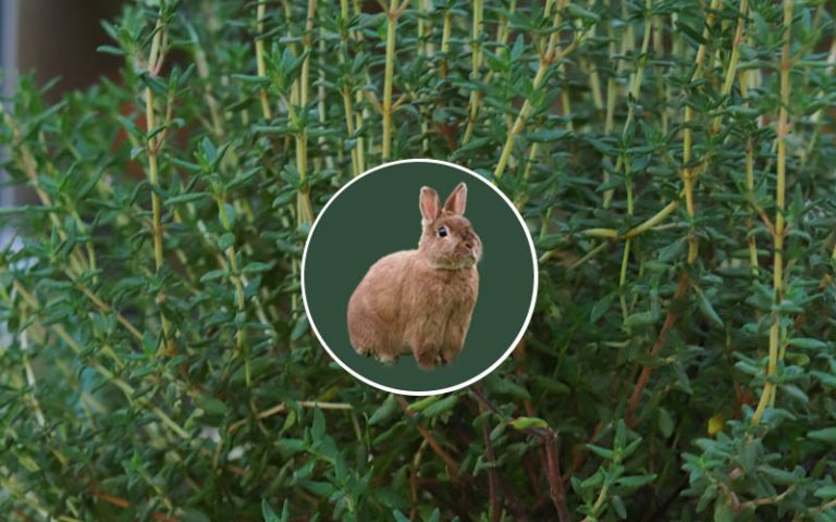 Do rabbits eat thyme