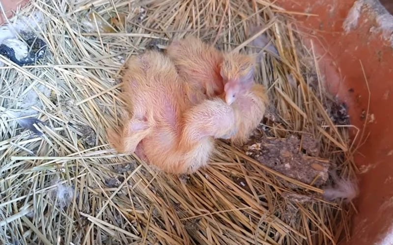 Feather Development 0-7