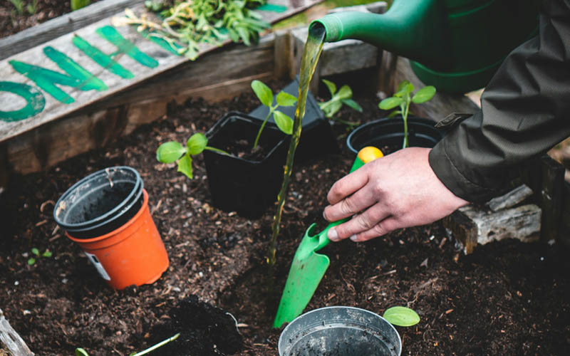 Garden Home Remedies