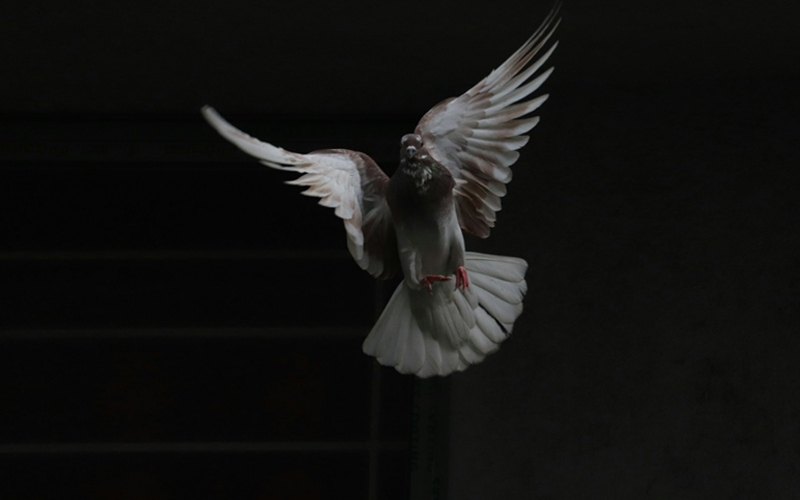 Grey Pigeon's Spiritual Meaning