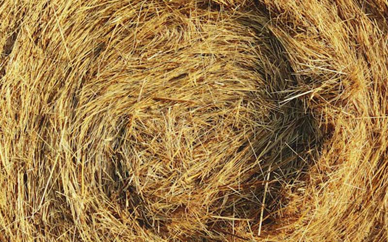 Hay