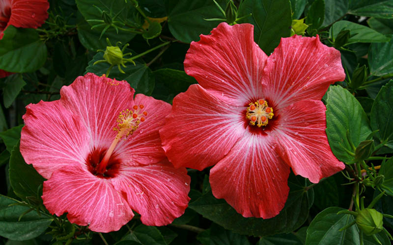 Hibiscus Flowers
