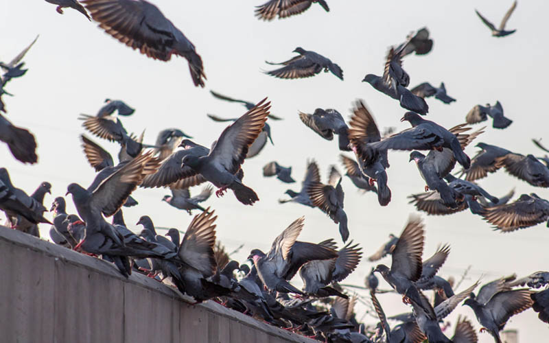 How High Do Pigeons Fly