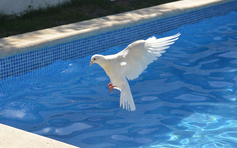 How Long Can a Pigeon Fly Without Stopping