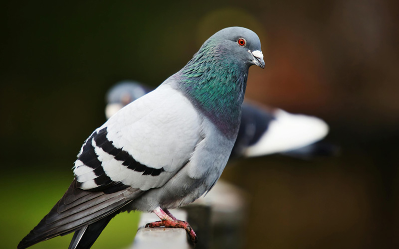 How Long Do Pigeons Live