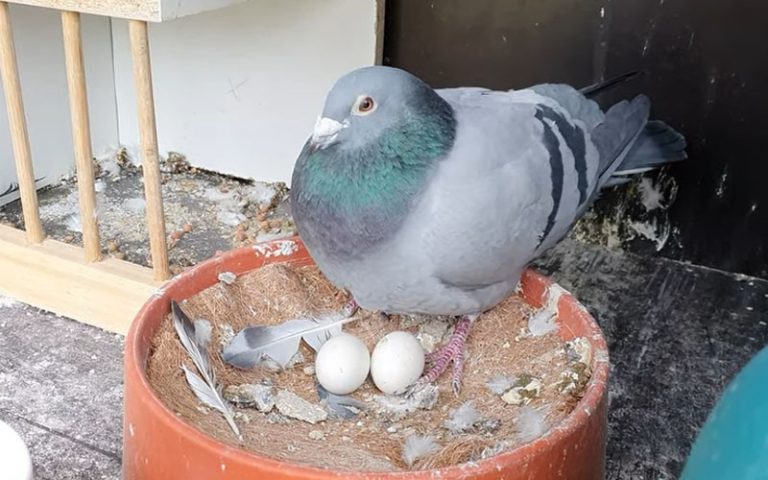 How Long Does It Take for Pigeon Eggs to Hatch