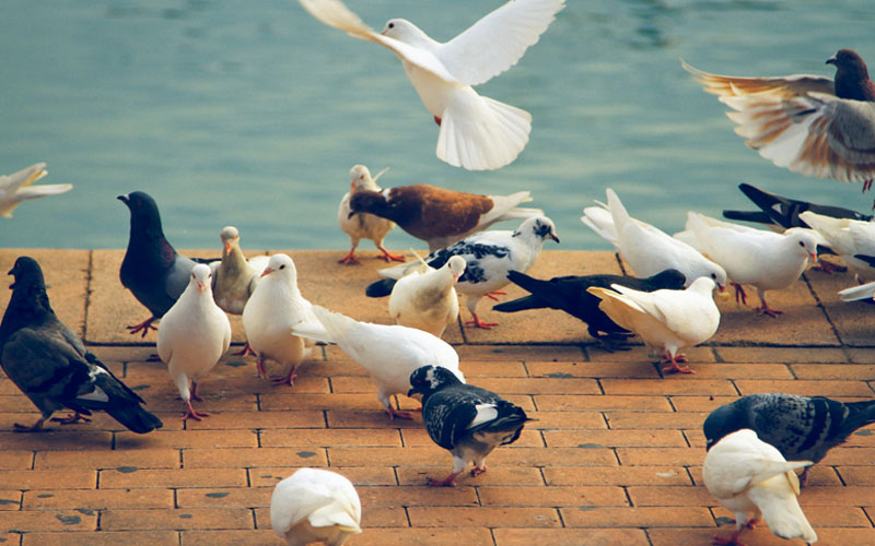 How Many Pigeons Are In The World