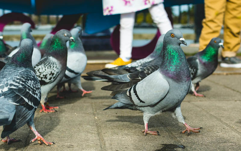 How Many Species of Pigeons Are There