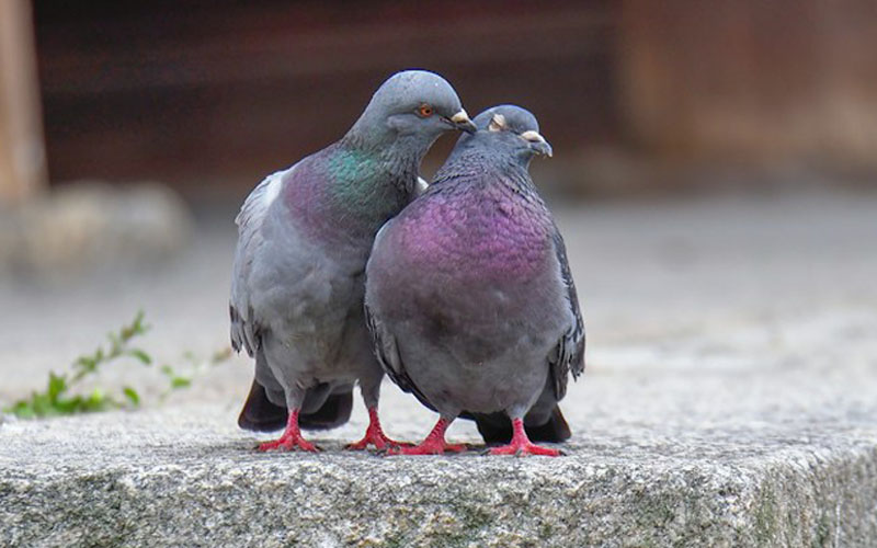 How Many Times Do Pigeons Mate In A Day? – Beasts Loco