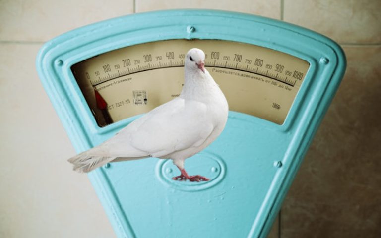 How Much Does A Pigeon Weigh