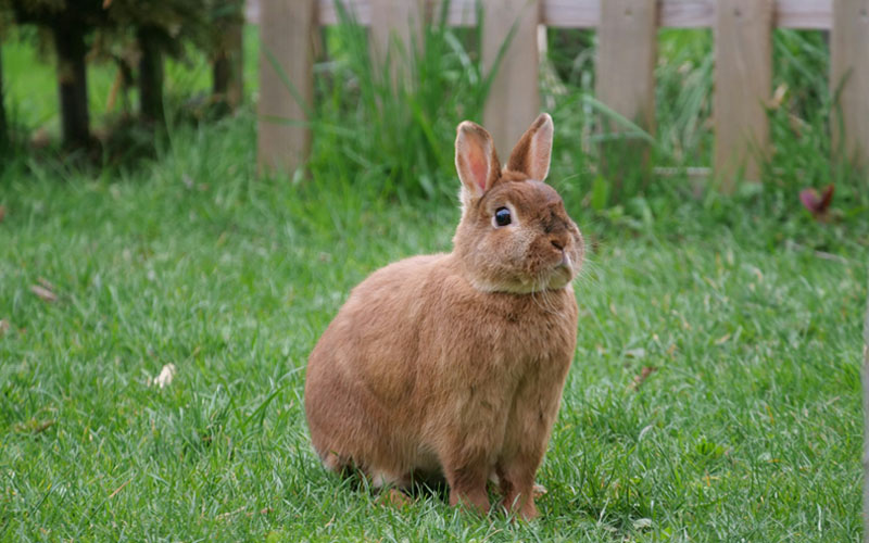 How To Keep Rabbits Out Of The Garden